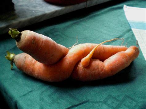 Funny Carrot By Magicsart On Deviantart