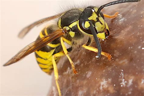 Eastern Yellowjacket How To Deal With Stings And Problem Nests Of This