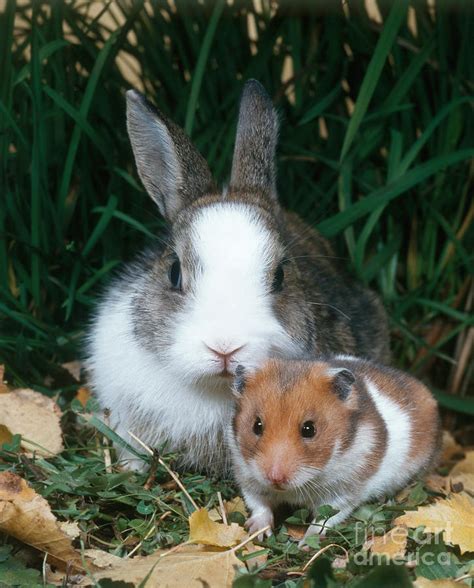 Rabbit And Hamster Photograph By Hans Reinhard Pixels