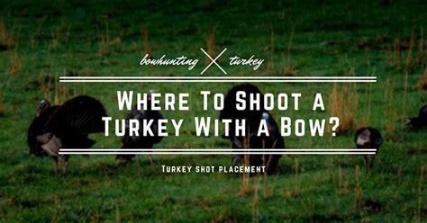 Where To Shoot A Turkey With A Bow Here Are Proven Places