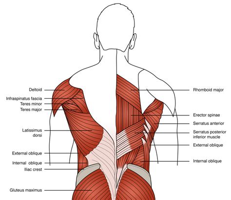 Easy Low Back Anatomy — For The Wellness