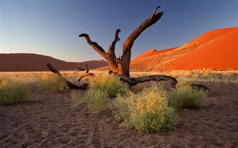 Nature Landscape Trees Dead Trees Plants Namibia Africa Desert Sand Hill Clear Sky