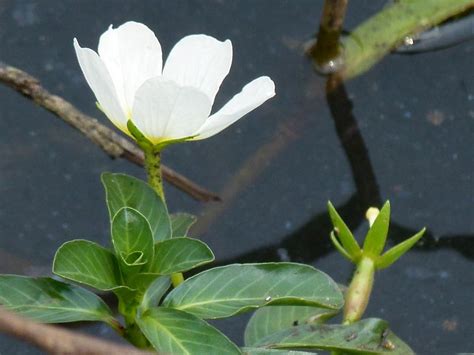 Ludwigia Adscendens Efloraofindia