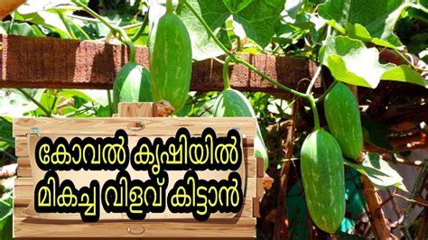 Largest collection of malayalam pazhamchollukal (proverbs) ever is available in this app. കോവല്‍ കൃഷിയില്‍ മികച്ച വിളവ് നേടാന്‍ | Koval Krishi(Ivy ...