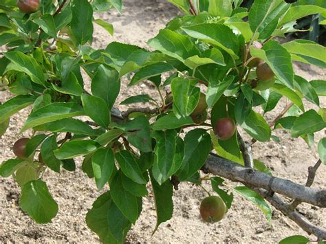 When is growing season in indiana? Best fruit tree for central Indiana / What to do about ...