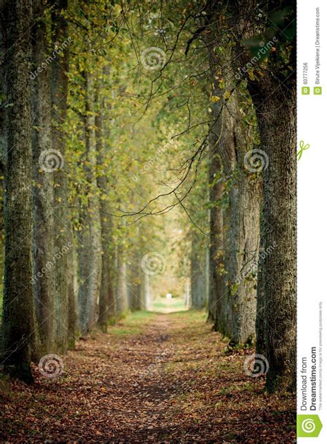 Autumn Tree Alley Stock Photo Image Of Beauty Leaf 60777256