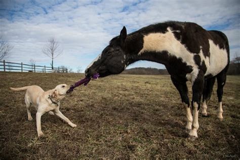Proof That Horses And Dogs Make The Best Of Friends