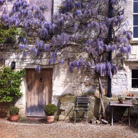 Wisteria Covered House In The Cotswolds Cotswolds Wisteria Flower