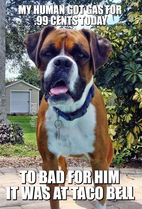 Sarcastic Boxer Dog Gas Meme Boxer Dogs Boxer Dog Puppy Boxer Dogs