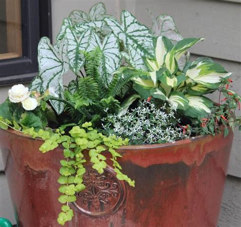 Shade Container Garden With Begonia Caladium Fern Hosta Euphorbia