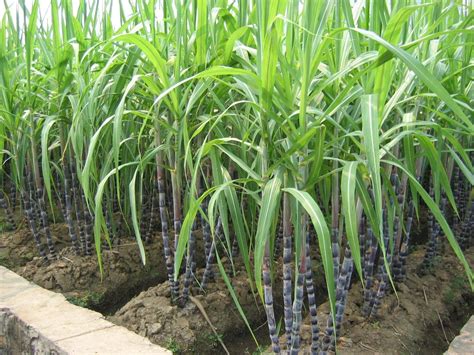 Sugarcane Is Sprayed With Glyphosate Roundup To Ripen It Farming