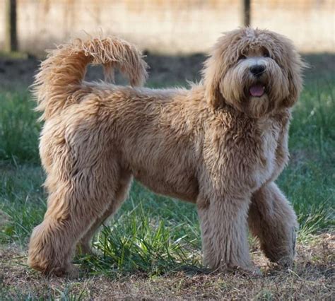 Lovable labradoodle puppies available for adoption. Southern Charm Labradoodles - American and Australian ...