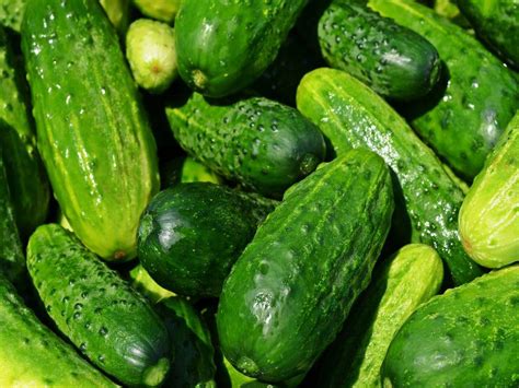Best Cucumber Varieties Available In Indian Market