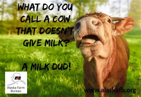 Tell Us Your Favorite Cow Joke Funnyfriday With Images