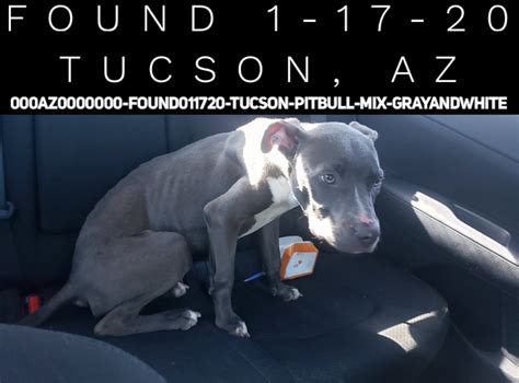 Why buy a great dane puppy for sale if you can adopt and save a life? Great Dane Puppies For Sale In Tucson Az