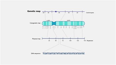 Genetic Map