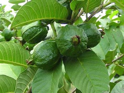 Guava leaves health benefits : 17 Amazing Benefits of Guava Leaves for Skin, Hair and ...
