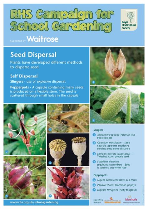 Seed Dispersal Posters Teacher Guide Organic Gardening