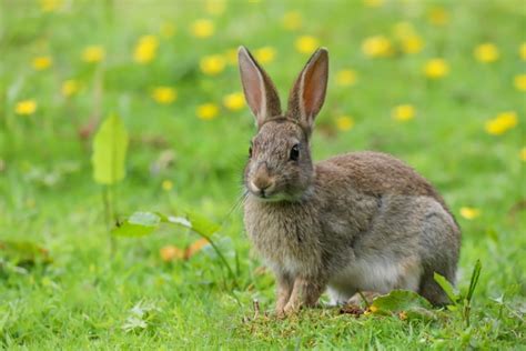 Can A Domesticated Rabbit Survive In The Wild The Interesting Answer