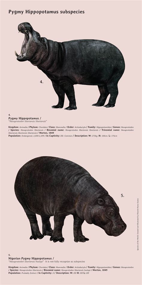 Full Grown Pygmy Hippopotamus