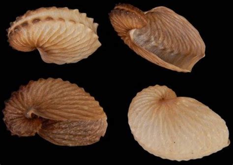 Brown Paper Nautilus Argonauta Hians Seashell Large Ea Etsy
