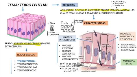 Último Paralelo Encogerse De Hombros Tejido Epitelial Es Avascular