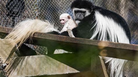 Dallas Zoos Black And White Colobus Monkey Troop Grows By 1 After