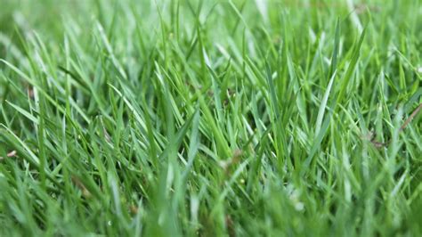 The Best Grass For Low Maintenance In Atlanta Sod Solutions