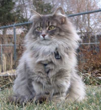 The norwegian forest cat, called the skogkatt (forest cat) in norway, is a natural breed and despite a feral appearance is not a descendant or a hybrid of any wild cat species. Grey Norwegian Forest Cat Sitting