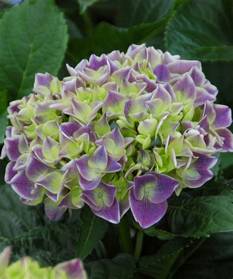 Cottage Farms Direct Live Violet Crown Hydrangea Set Of Two