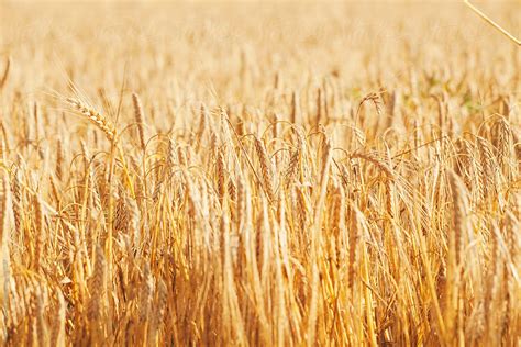 Wheat Field Close Up By Stocksy Contributor Borislav Zhuykov Stocksy