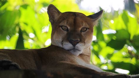 Puma Mountain Lion Green Leaves Wallpaper 1920x1080 Full Hd