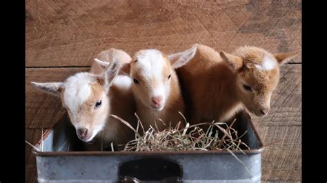 A Buckload Of Cute Baby Goats Youtube