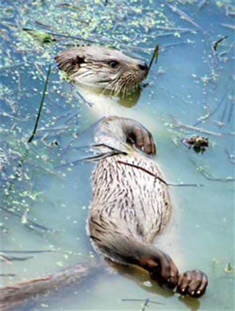 1914 currency and bank notes act 1914: BBC Scotland - Island Blogging - SQUIDGY THE OTTER - January 2008