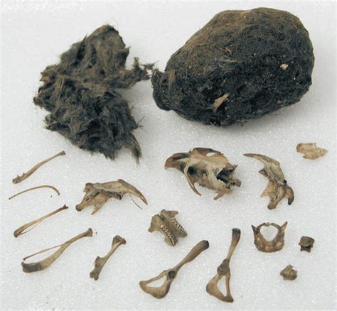 Buy Owl Pellets Sterilized Barn Owl Pellets For Dissection