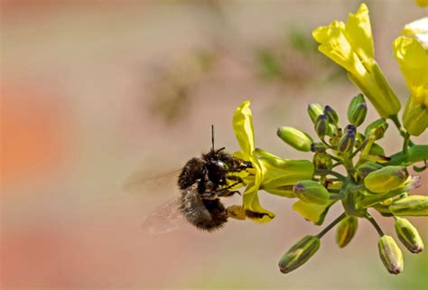World Bee Day Tips To Keep Bees Happy Draper Tools Ltd