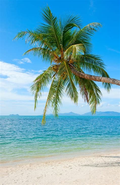 Coconut Palm Trees On Sandy Beach Near The Sea Summer Holiday A Stock