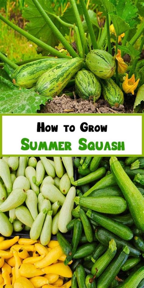 How To Grow Summer Squash Urban Gardening Ideas Growing Squash