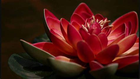 Red Lotus Flower Meaning And Symbolism Mythologiannet