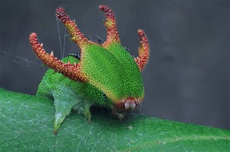 Earths Biggest And Creepiest Insects Animals Beautiful Insects Animals
