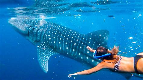 Swimming With Whale Sharks In Oslob — Ig Worthy Photos At What Expense