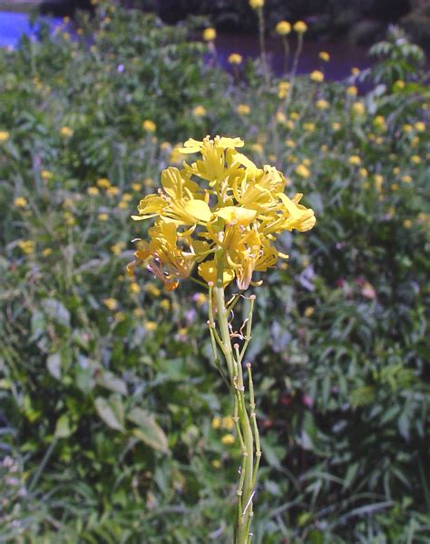 Brassica Nigra Black Mustard Go Botany