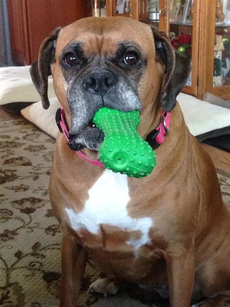 Njbr provides complete surrender and adoption services, as well as promoting responsible pet ownership in new jersey and it's surrounding areas. Peanut - New Jersey Boxer Rescue