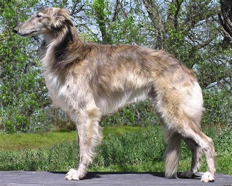 silken windhound breed information characteristics heath problems dogzonecom