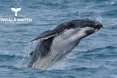 Breaching Humpback Calves Whale Watch Western Australia©️2 Whale Tales