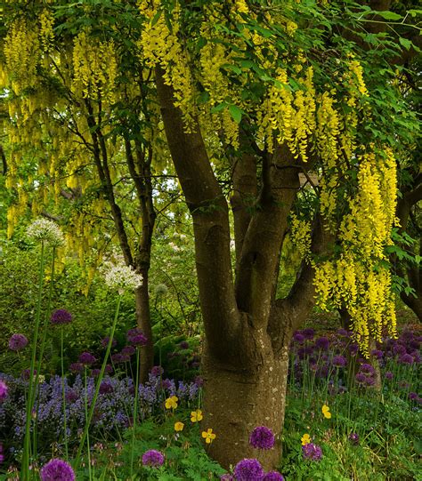 Laburnum Tree In Bloom Nature Art Photograph By Jordan Blackstone