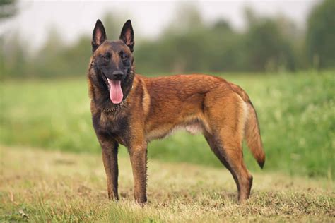 Belgian Malinois Smart Dogs Often Used For Police Or Military Work