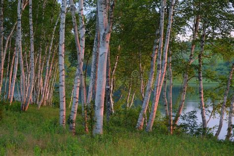 White Birch Trees At Sunrise Stock Image Image Of Outdoors Outdoor