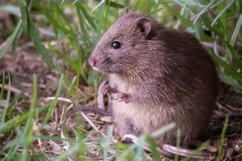 Rats Gas Stoves And The Birth Of The Universe Jstor Daily
