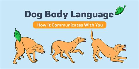 Understanding The Dog Body Language Innovet Pet